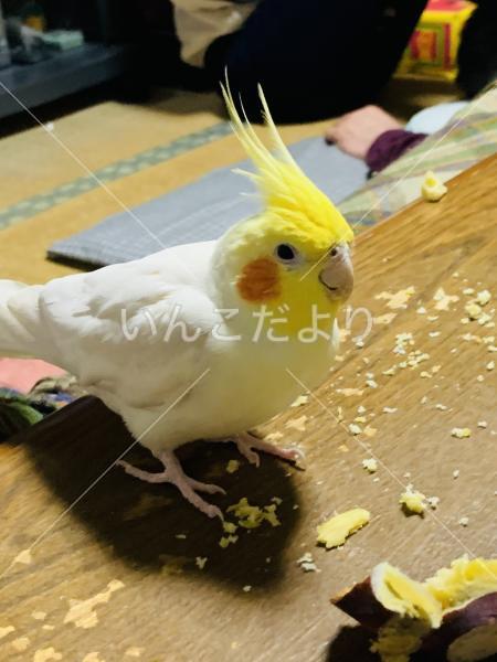 迷い鳥の写真