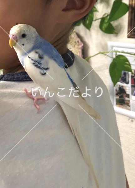 迷い鳥の写真