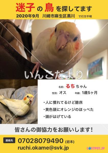 迷い鳥の写真
