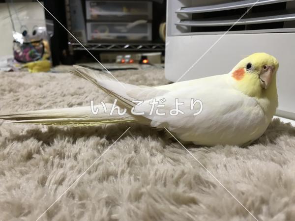 迷い鳥の写真