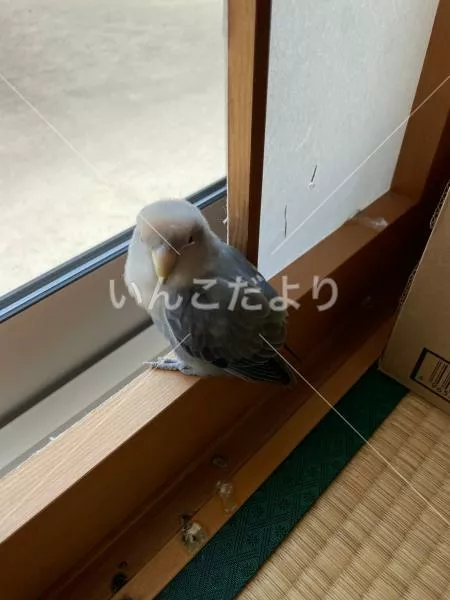 保護鳥の写真