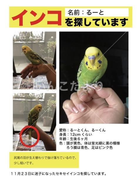 迷い鳥の写真