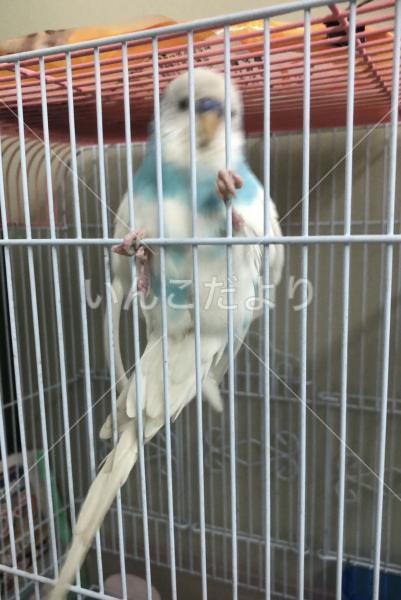 保護鳥の写真