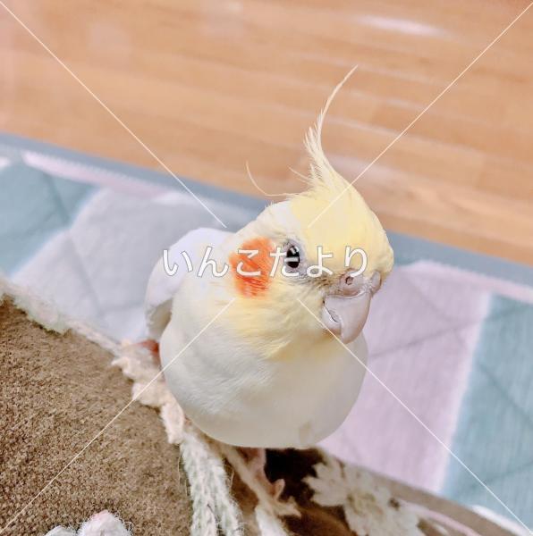 迷い鳥の写真