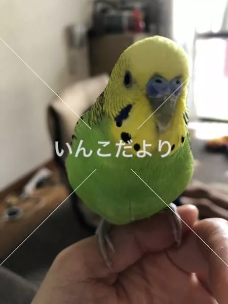 保護鳥の写真
