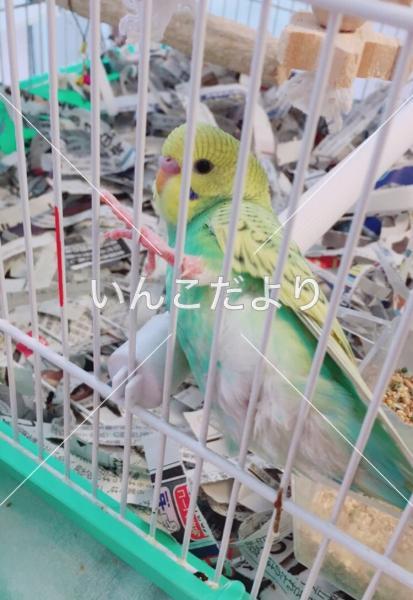 迷い鳥の写真