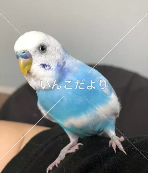 保護鳥の写真