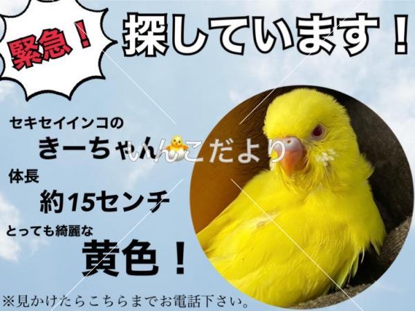迷い鳥の写真