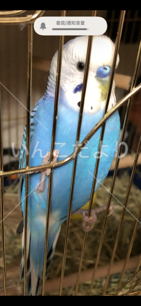 迷い鳥の写真