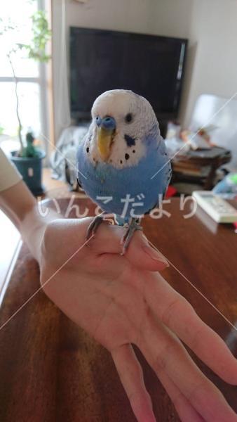 保護鳥の写真
