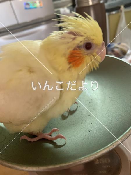 迷い鳥の写真