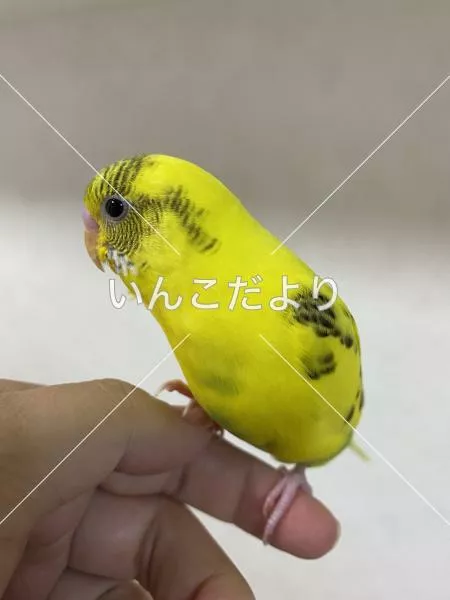 保護鳥の写真