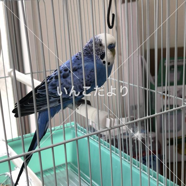保護鳥の写真
