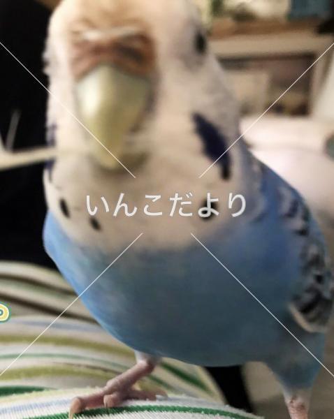 迷い鳥の写真