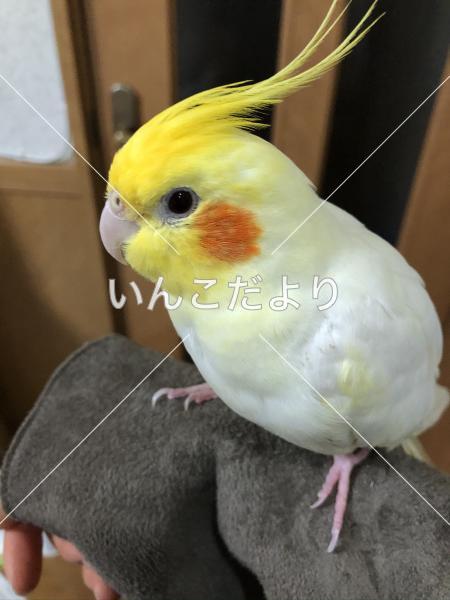 迷い鳥の写真