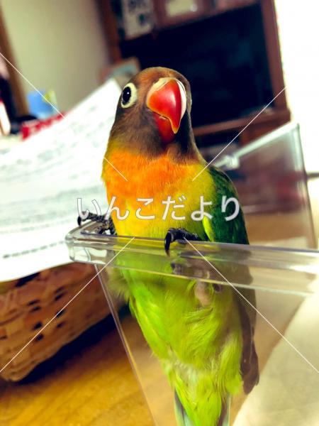 迷い鳥の写真