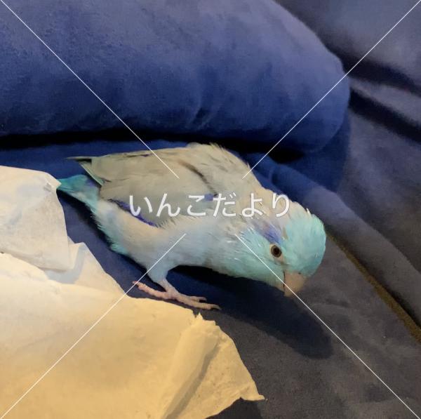 迷い鳥の写真