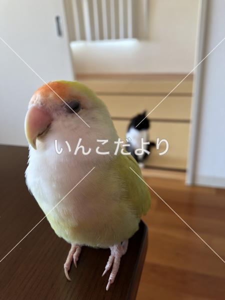 迷い鳥の写真