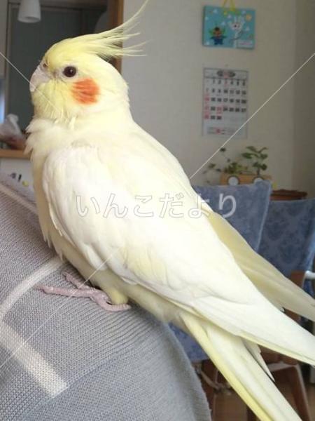 保護鳥の写真