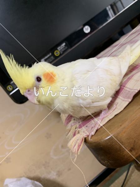 迷い鳥の写真