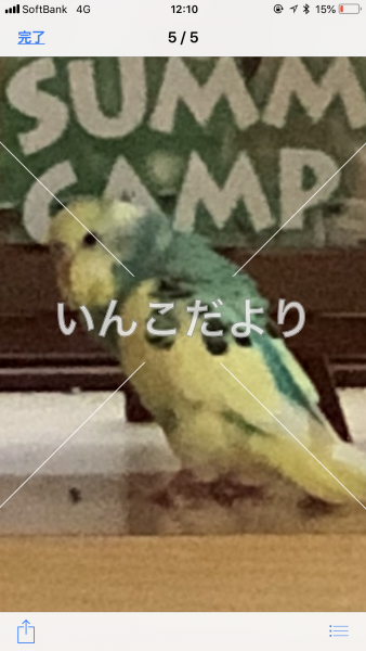 迷い鳥の写真