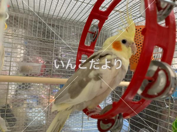 迷い鳥の写真