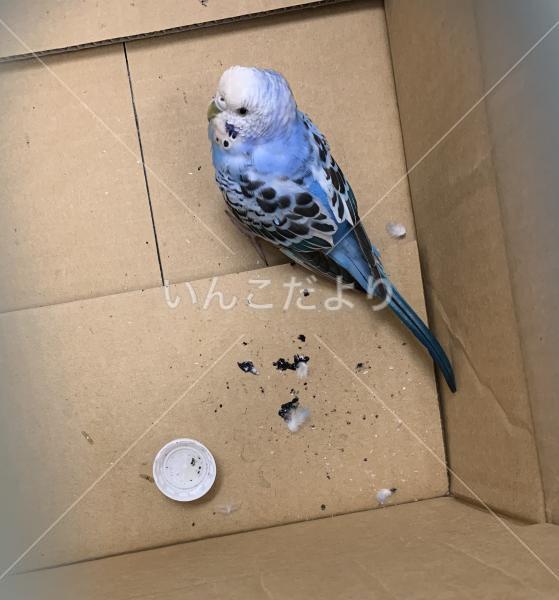保護鳥の写真