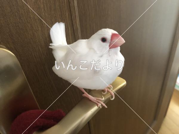 迷い鳥の写真