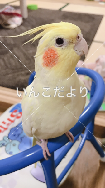 迷い鳥の写真