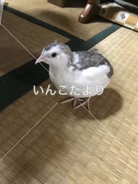 迷い鳥の写真