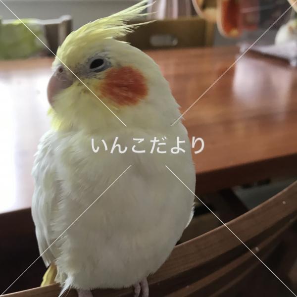 迷い鳥の写真