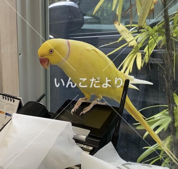 迷い鳥の写真