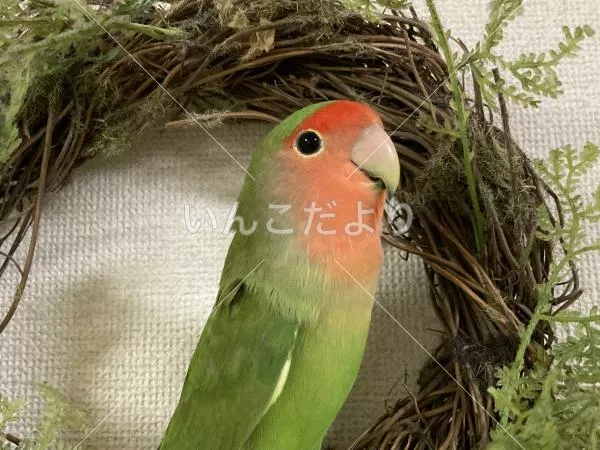 迷い鳥の写真