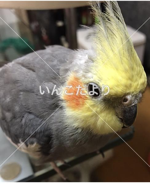 迷い鳥の写真