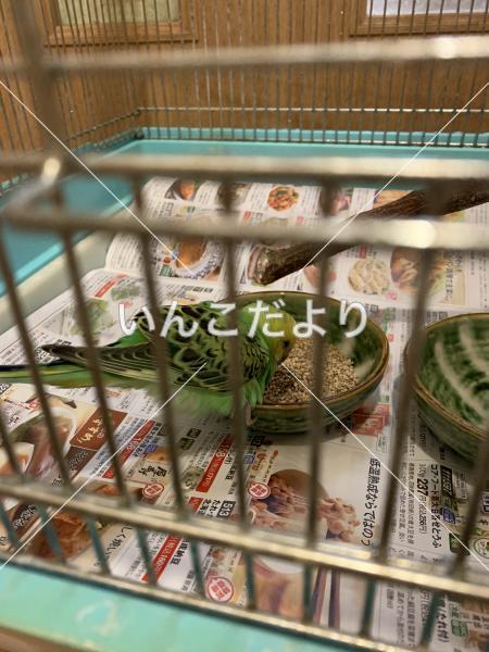 保護鳥の写真