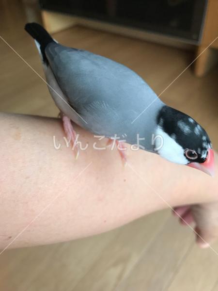 迷い鳥の写真