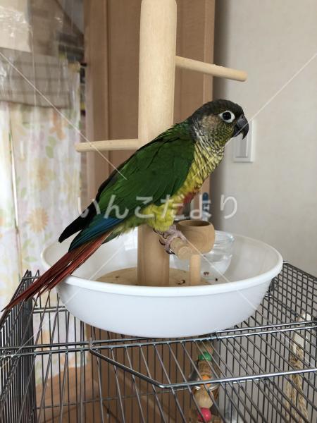 保護鳥の写真