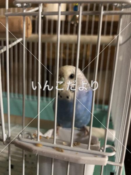 保護鳥の写真