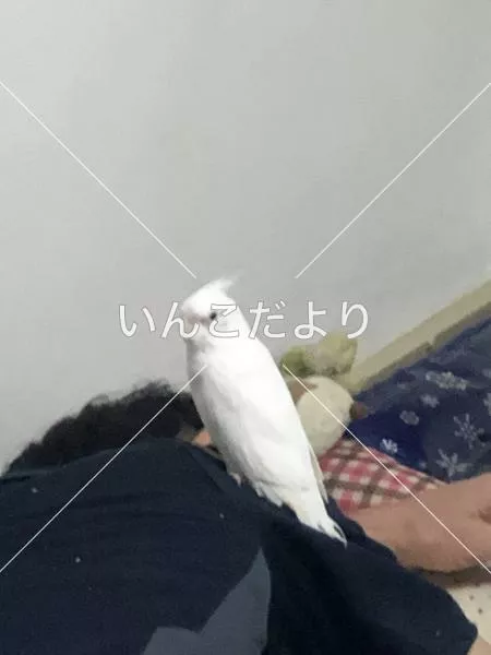 迷い鳥の写真