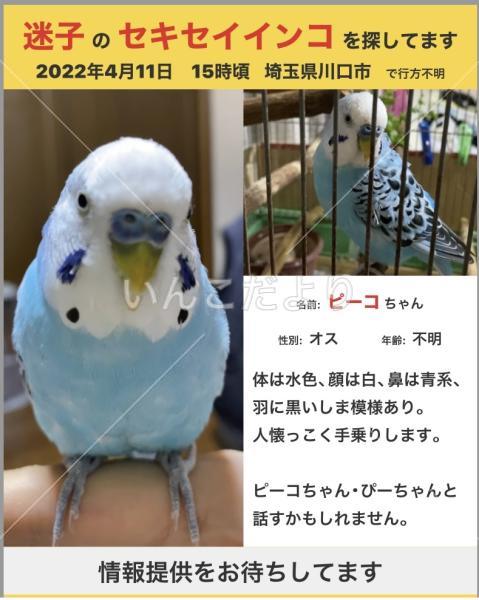 迷い鳥の写真