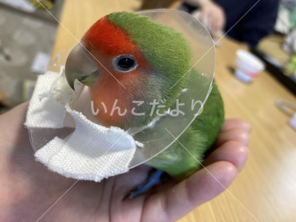 迷い鳥の写真