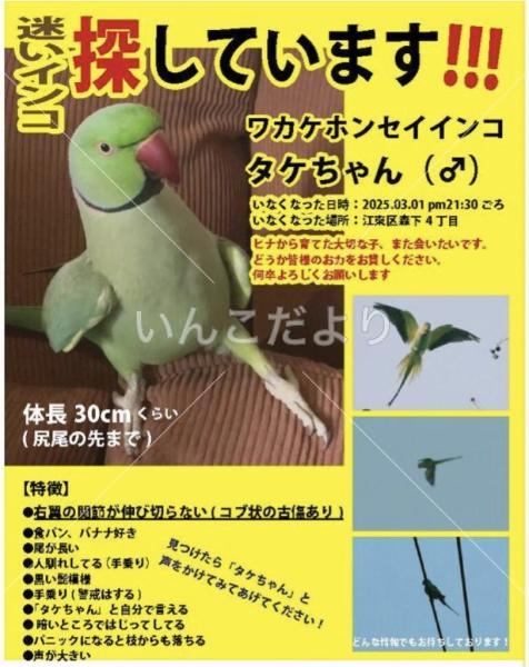 迷い鳥の写真