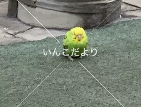 保護鳥の写真