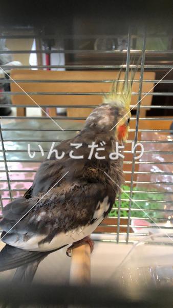 保護鳥の写真