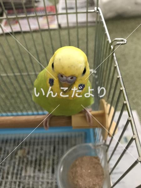 迷い鳥の写真