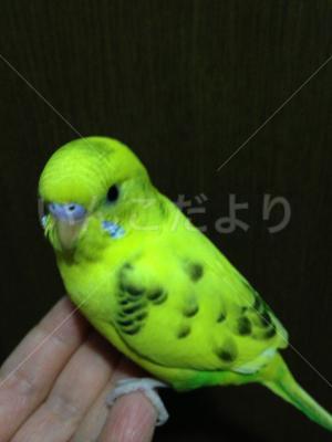 迷い鳥の写真