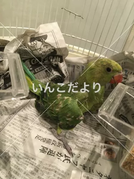 保護鳥の写真