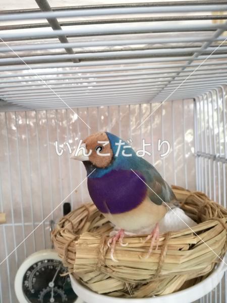 迷い鳥の写真