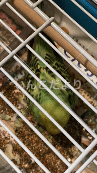 保護鳥の写真