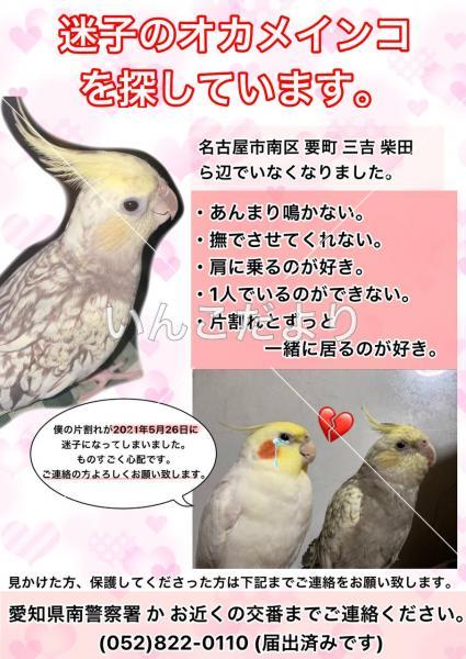 迷い鳥の写真
